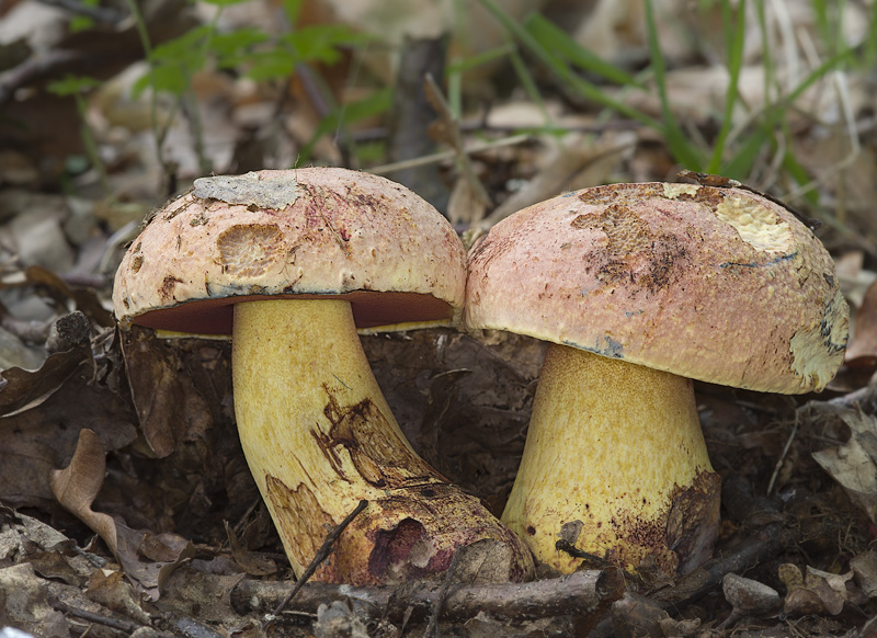 Boletus rhodopurpureus